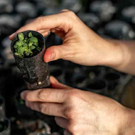 Hands hold a plant growing in a small container